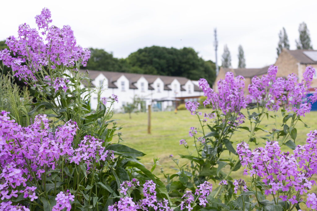 A view of the rear of Russell House taken from the garden, framed by bright purple flowers.